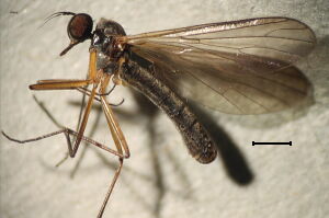 Trichopeza longicornis