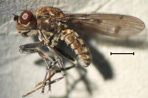 Ephydridae