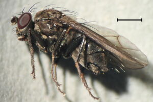 Dichaeta caudata