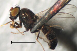 Discocerina obscurella