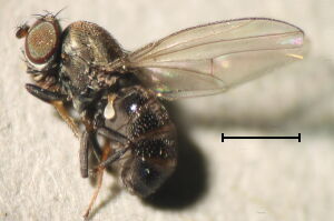 Ditrichophora