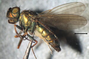 Ephydra riparia