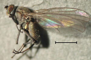 Hydrellia griseola