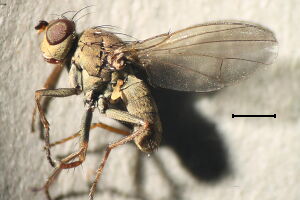 Notiphila cinerea
