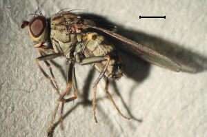 Notiphila dorsata