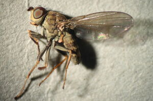 Notiphila graeculaOrNubila