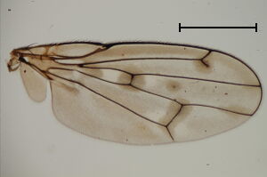 Parydra quadripunctata