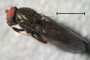 Polytrichophora