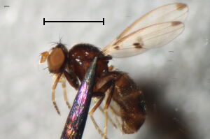 Psilopa marginella