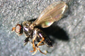 Psilopa nitidula