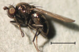 Psilopa polita