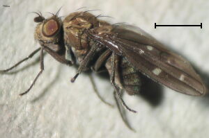 Scatella stagnalis