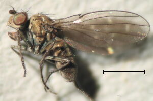 Scatella tenuicosta