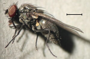 Fannia lineata