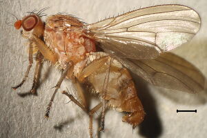 Heleomyzidae