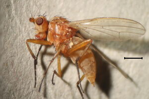 Eccoptomera longiseta
