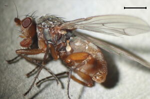 Eccoptomera obscura