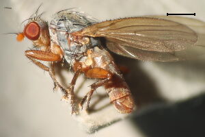 Morpholeria dudai