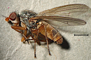 Neoleria ruficeps