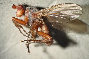 Scoliocentra amplicornis