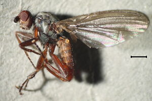 Scoliocentra brachypterna