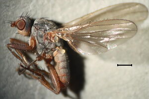 Scoliocentra caesia