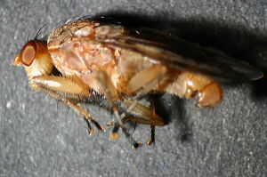 Suillia affinis