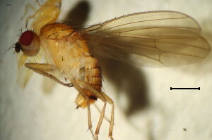Suillia atricornis