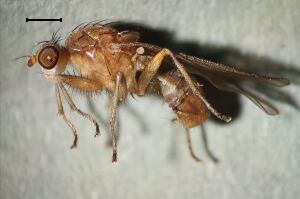 Suillia fuscicornis