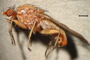Suillia humilis
