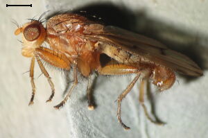 Suillia laevifrons