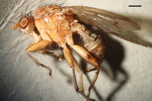 Suillia notata
