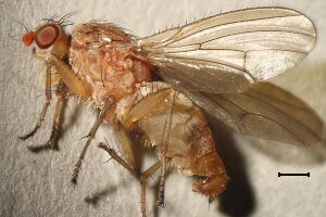 Suillia pallida