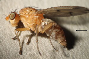 Suillia similis