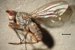 Tephrochlamys rufiventris