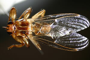 Lipoptena cervi