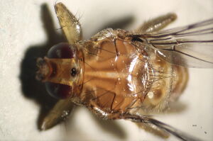 Ornithomya avicularia