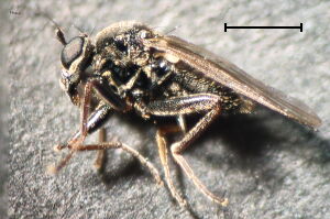 Crossopalpus