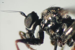 Crossopalpus aeneus