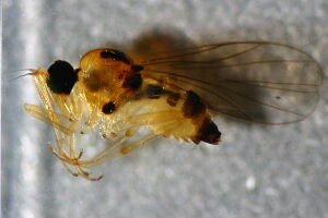 Drapetis ephippiata