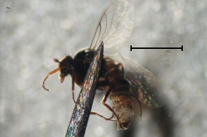Drapetis pusilla