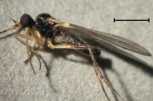Symballophthalmus fuscitarsis