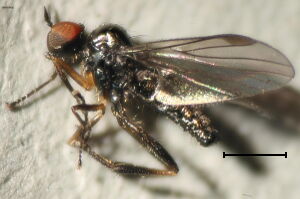 Trichina elongata