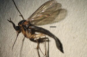 Isoneuromyia semirufa