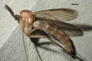 Keroplatus
