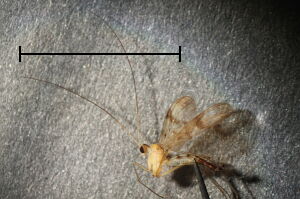 Macrocera angulata