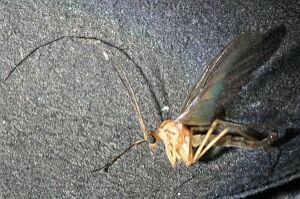 Macrocera fasciata