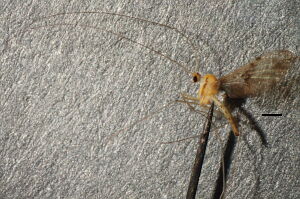 Macrocera phalerata