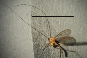 Macrocera stigmoides