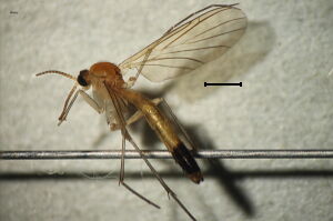 Neoplatyura nigricauda